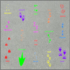 Animal Prints Hopscotch